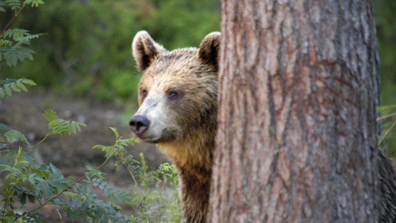 Bear control plan due today