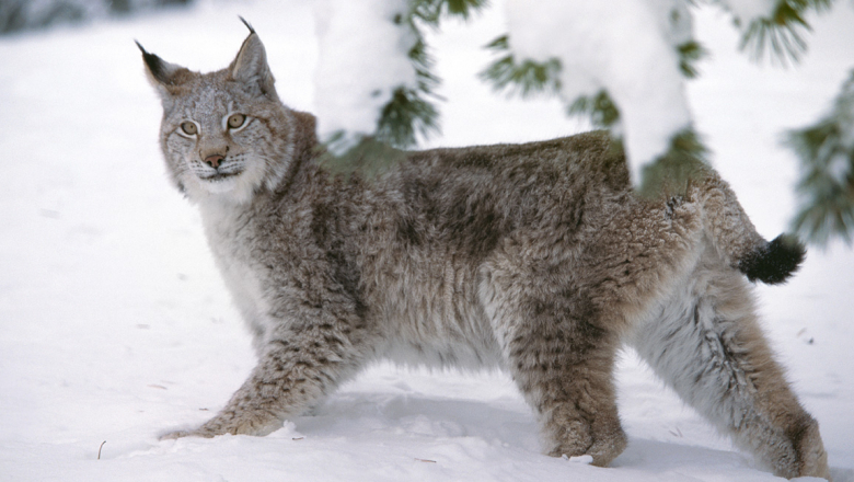 Management plan for the Finnish lynx population - Suurpedot.fi