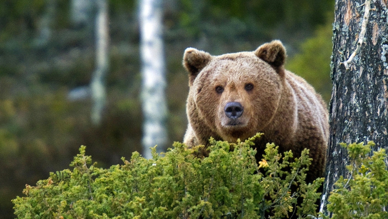 Management plan for the Finnish brown bear population - Suurpedot.fi