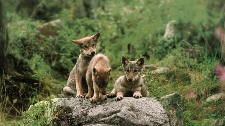 English Wolf Cubs
